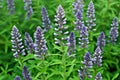 Purple Lupine Flowers In The Garden, Closeup Of Photo