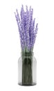 Purple lupine flowers in glass jar isolated on white Royalty Free Stock Photo