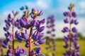 Purple lupine flowers in the summer field