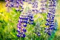 Lupine in rain Royalty Free Stock Photo