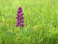 Purple lupine