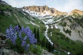 Purple Lupine in high mountain cirque at sunset Royalty Free Stock Photo