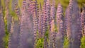 Purple lupine meadow