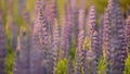 Purple lupine meadow