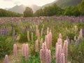 Purple lupine meadow with mountain background Royalty Free Stock Photo