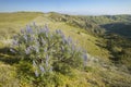 Purple lupine overlooking the Pine Mountain Club near Route 166 and Sierre Noeste Road in Kern County, CA