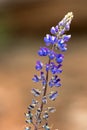 Purple Lupine wildflowers in spring