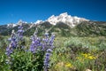 Purple lupine wildflowers in front of the Grand Teton National Park mountains in Wyoming