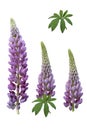 Purple lupines