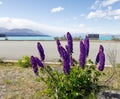 Purple lupines blossoming at the side of the road along Lake Pukaki Royalty Free Stock Photo