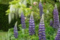 Purple lupins in the foreground, white wisteria behind, at St John\'s Lodge Garden, Regent\'s Park, London