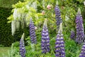 Purple lupins in the foreground, white wisteria behind, at St John\'s Lodge Garden, Regent\'s Park, London