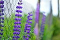 Purple lupins in green grass along the fence