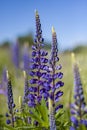 purple lupinus field close up