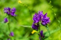 Purple lush flowers, field plant growing among light green grass in Siberian meadow. Summer forest nature.