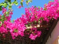 Purple and luxurious bougainvillea in Greece