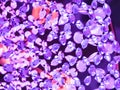 Close up of purple luxury crystal chandelier background. Royalty Free Stock Photo