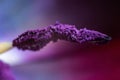 Purple macro close up of a black tulip stamen with visible pollen powder.