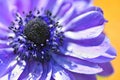 Purple macro flower