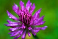 Purple Macro Flower