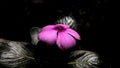 Purple Madagascar periwinkle flower with Black and white background Royalty Free Stock Photo