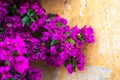 Purple/magenta brunch of Bougainvillea on the background of the old wall