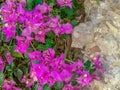 Purple/magenta brunch of Bougainvillea on the background of the old wall