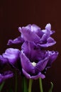 Purple or magenta tulip flowers against a dark background. The colors shine through the contrast. Royalty Free Stock Photo