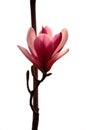 Purple magnolia Royalty Free Stock Photo