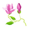 Purple Magnolia Bloomed Flower on Green Stem Vector Illustration