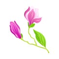 Purple Magnolia Bloomed Flower on Green Stem Vector Illustration