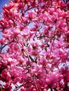 Purple Magnolia Blossoms