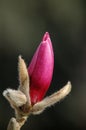 Purple magnolia bud Royalty Free Stock Photo