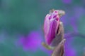 Purple magnolia bud on a branch in springtime. Beautiful spring flowers. Toned image. Copy space. Royalty Free Stock Photo