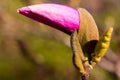 Purple magnolia bud closeup at green background Royalty Free Stock Photo