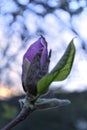 Purple magnolia bud Royalty Free Stock Photo