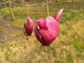 Purple magnolia bud ready to blossom while the other one still in early stage Royalty Free Stock Photo