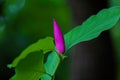 Purple magnolia flower on branch Royalty Free Stock Photo