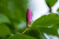 Purple magnolia flower on branch Royalty Free Stock Photo