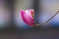 Purple magnolia flower on branch Royalty Free Stock Photo