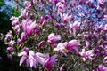 Purple magnolia and flower buds blooming in spring. Magnolia liliflora. Bloossom background. Pink flowers on tree branch Royalty Free Stock Photo