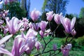 Purple magnolia and flower buds blooming in spring. Magnolia liliflora. Bloossom background. Pink flowers on tree branch Royalty Free Stock Photo