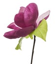 Purple magnolia flower, Magnolia felix isolated on white background, with clipping path