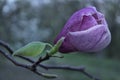 Purple magnolia flower