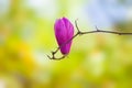 Purple magnolia flower hang on branch Royalty Free Stock Photo