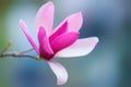 Purple magnolia flower hang on branch Royalty Free Stock Photo