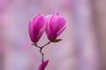 Purple magnolia flower hang on branch Royalty Free Stock Photo