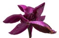 Purple magnolia flower, Magnolia felix isolated on white background, with clipping path