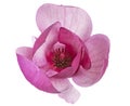 Purple magnolia flower, Magnolia felix isolated on white background, with clipping path