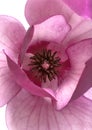 Purple magnolia flower, Magnolia felix isolated on white background, with clipping path